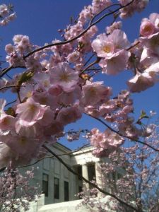 The Buffalo History Museum in Cherry Blossoms